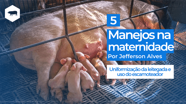 Vídeo sobre suínos e os manejos na maternidade: uniformização da leitegada e uso do escamoteador