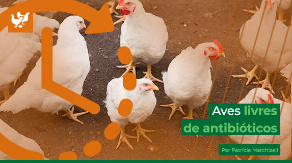 Desafios para produzir aves livres de antibióticos por Patricia Marchizeli- gestora de serviços técnicos e nutricionista técnica comercial de aves